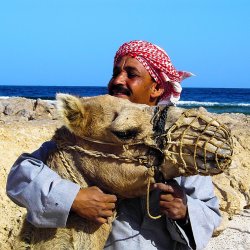 Sudanese umarmt sein Kamel